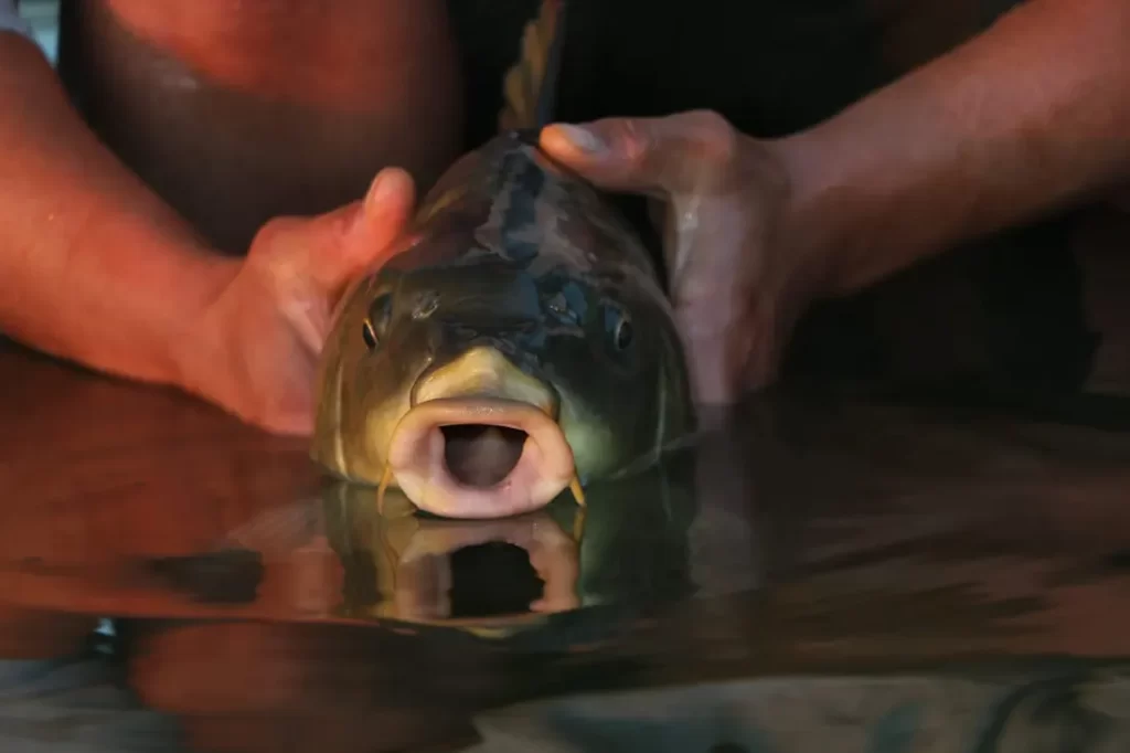 Carpfishing