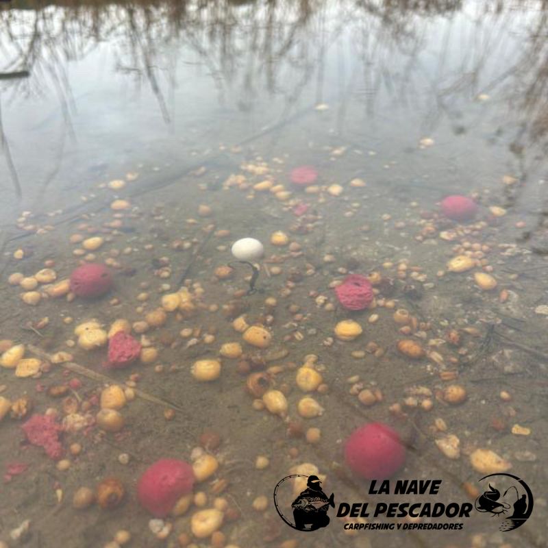 BOILIES ROBIN RED Y MONS CRAB 20MM Imagen 2