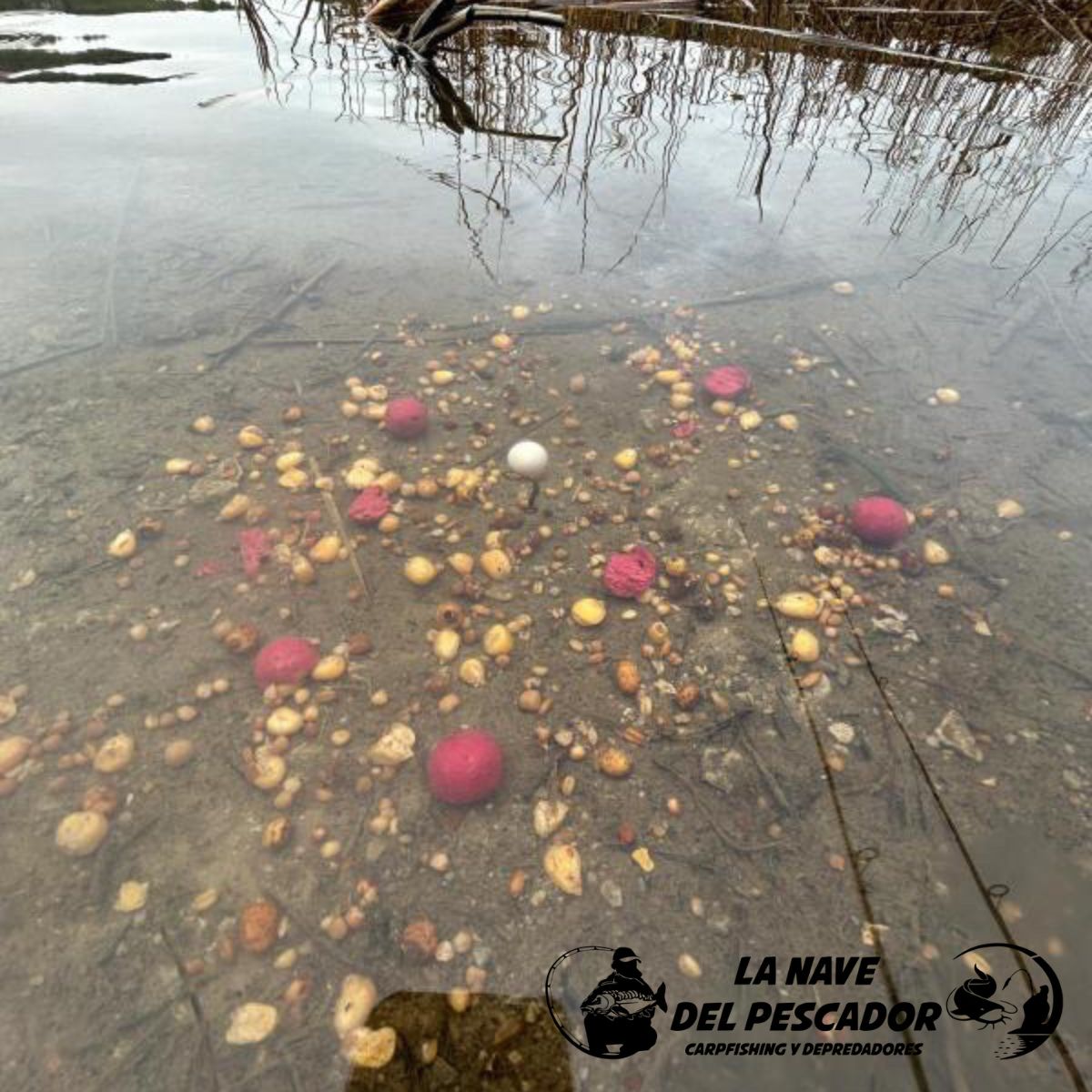 BOILIES ROBIN RED Y MONS CRAB 20MM Imagen 4