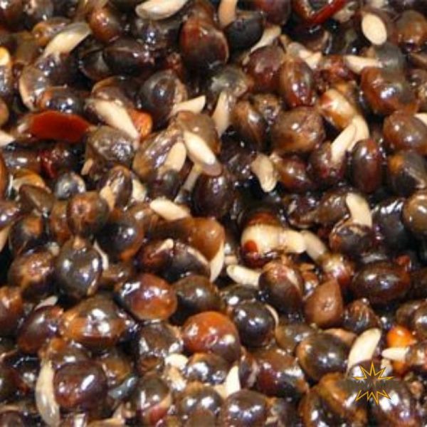 5031745108077 1 600x600