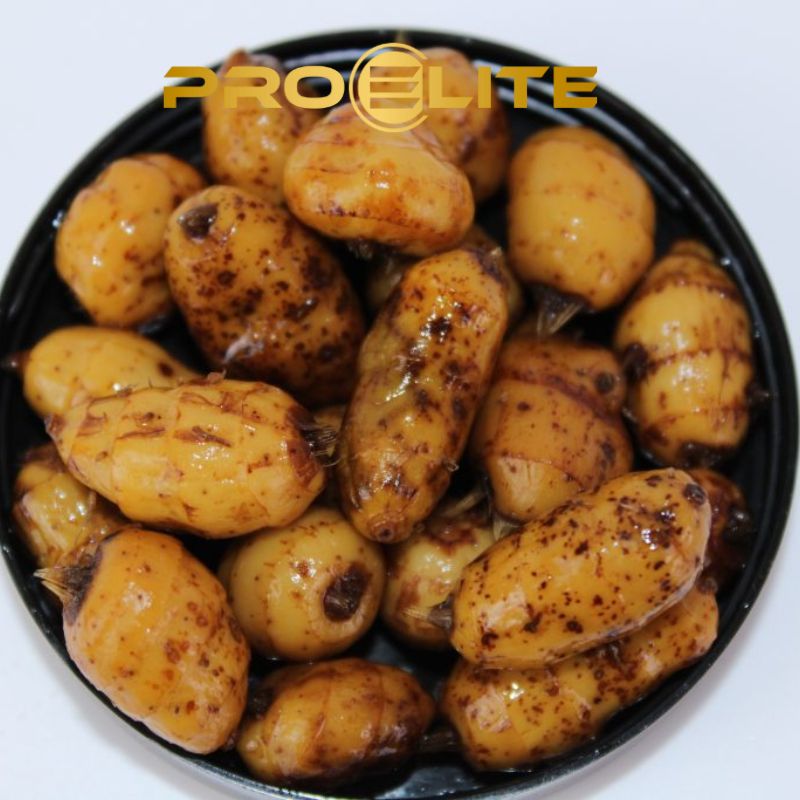 TIGERNUT XXL SQUID OCTOPUS PROELITE Imagen 2